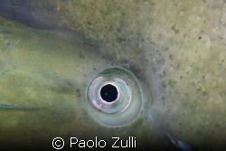 l'occhio di pappagallo,450d+60macro canon by Paolo Zulli 